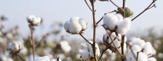 sustainable cotton