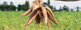 cassava plant