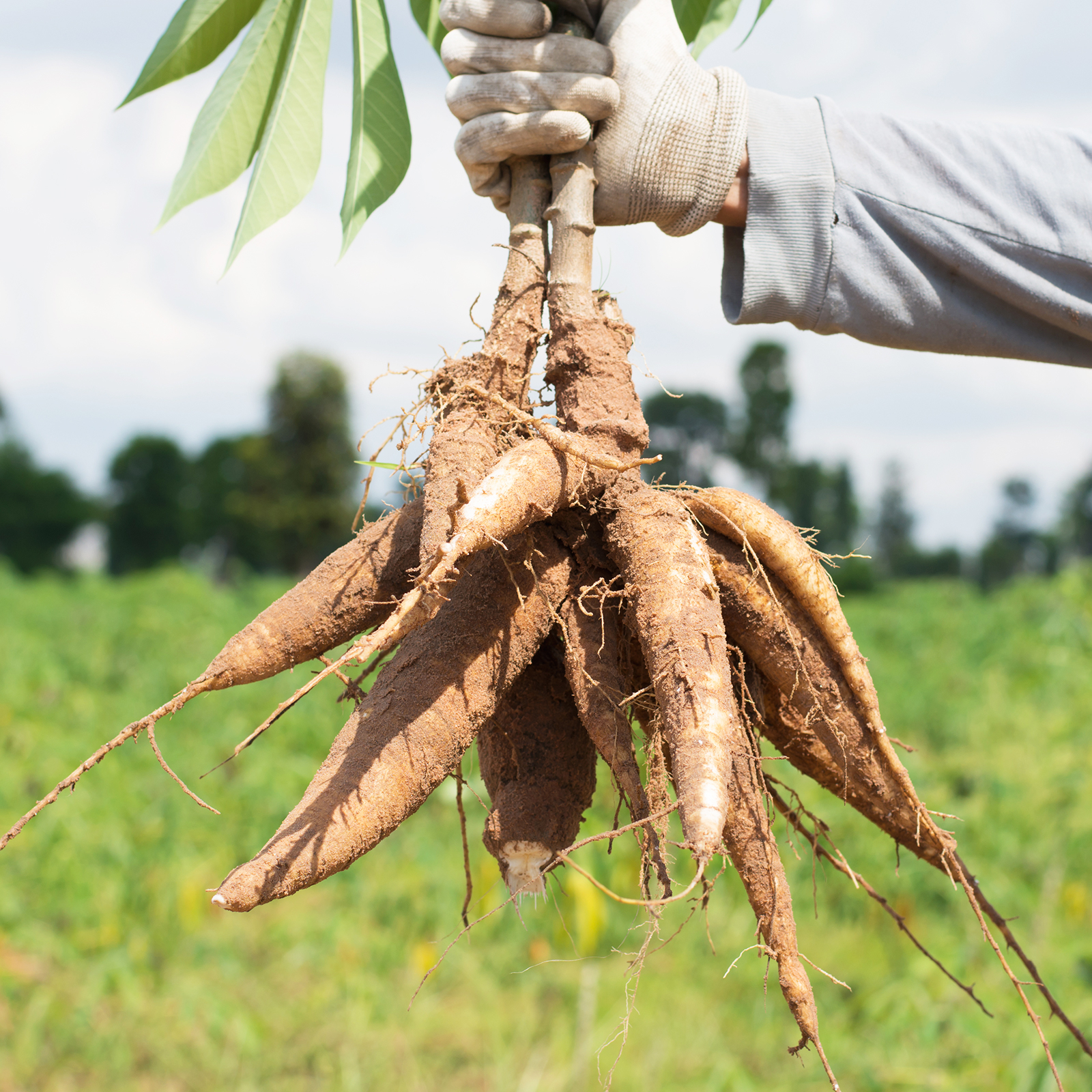 cassava plant