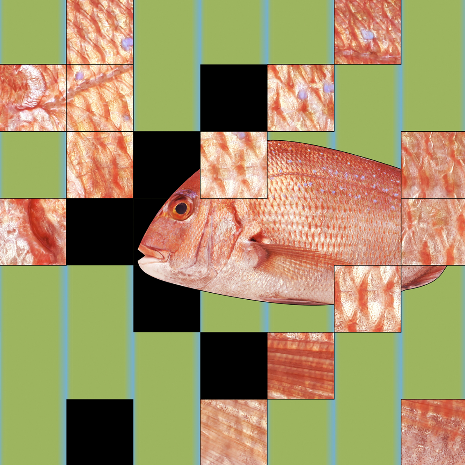 gene-edited fish
