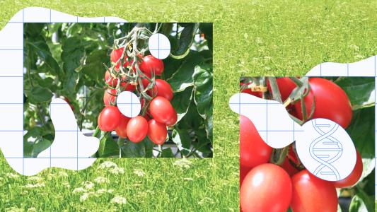 gene-edited tomato