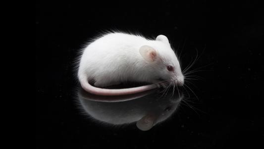 mrna cancer treatment