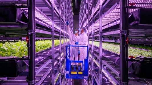Vertical Farm