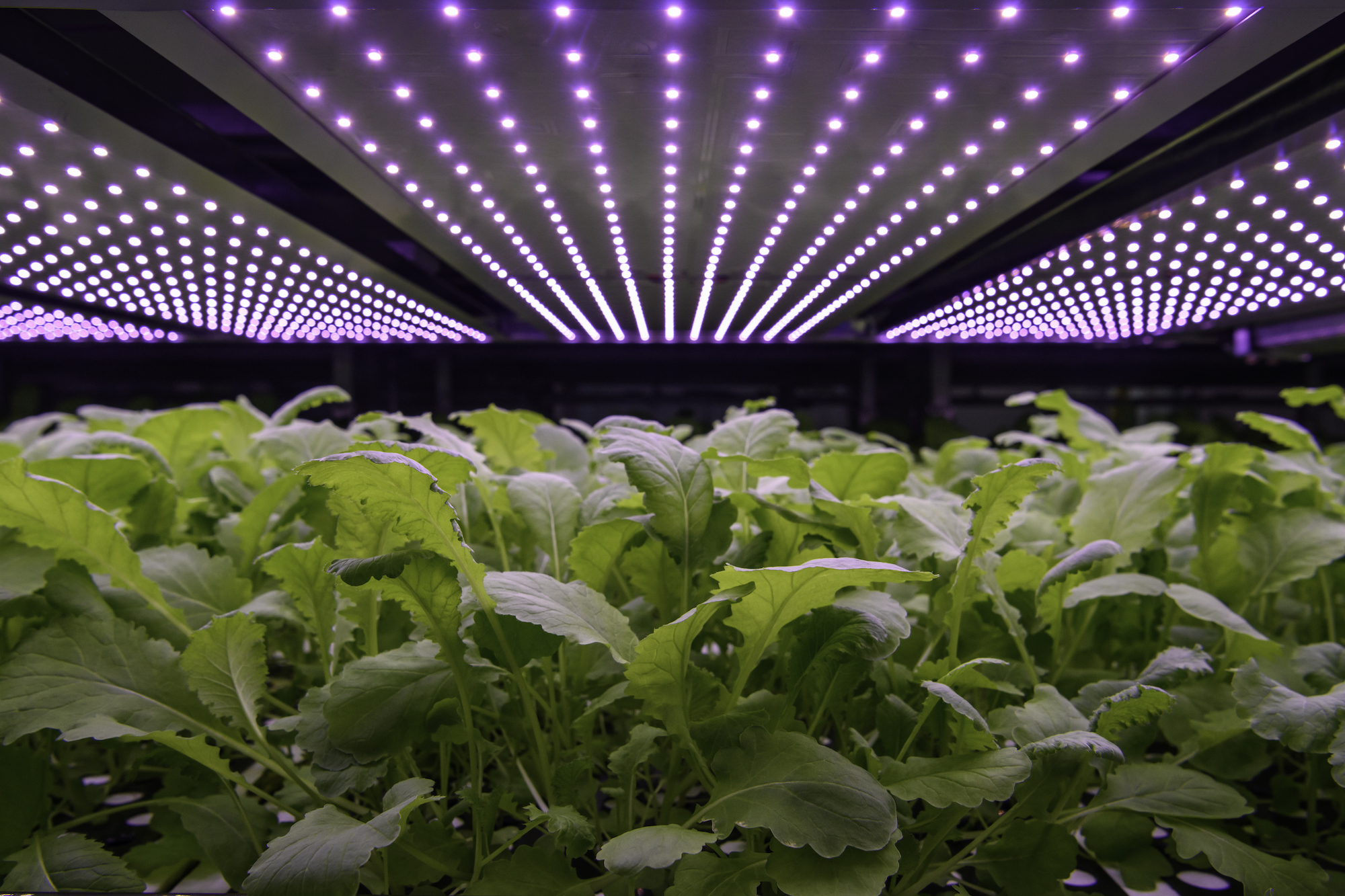 vertical farm