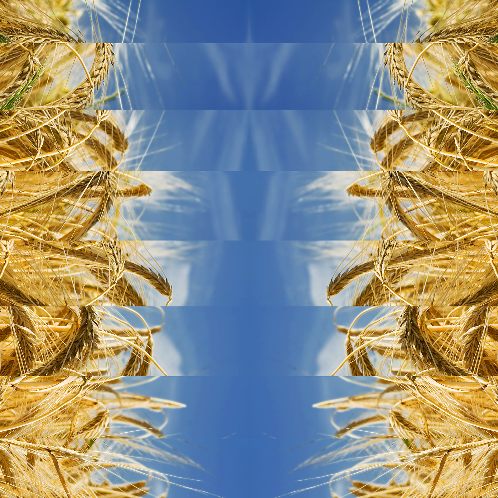 barley