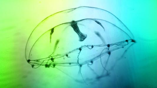 jellyfish nervous system