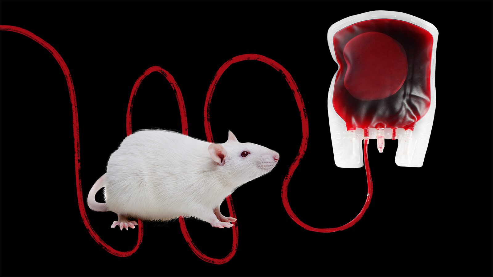 young blood transfusions