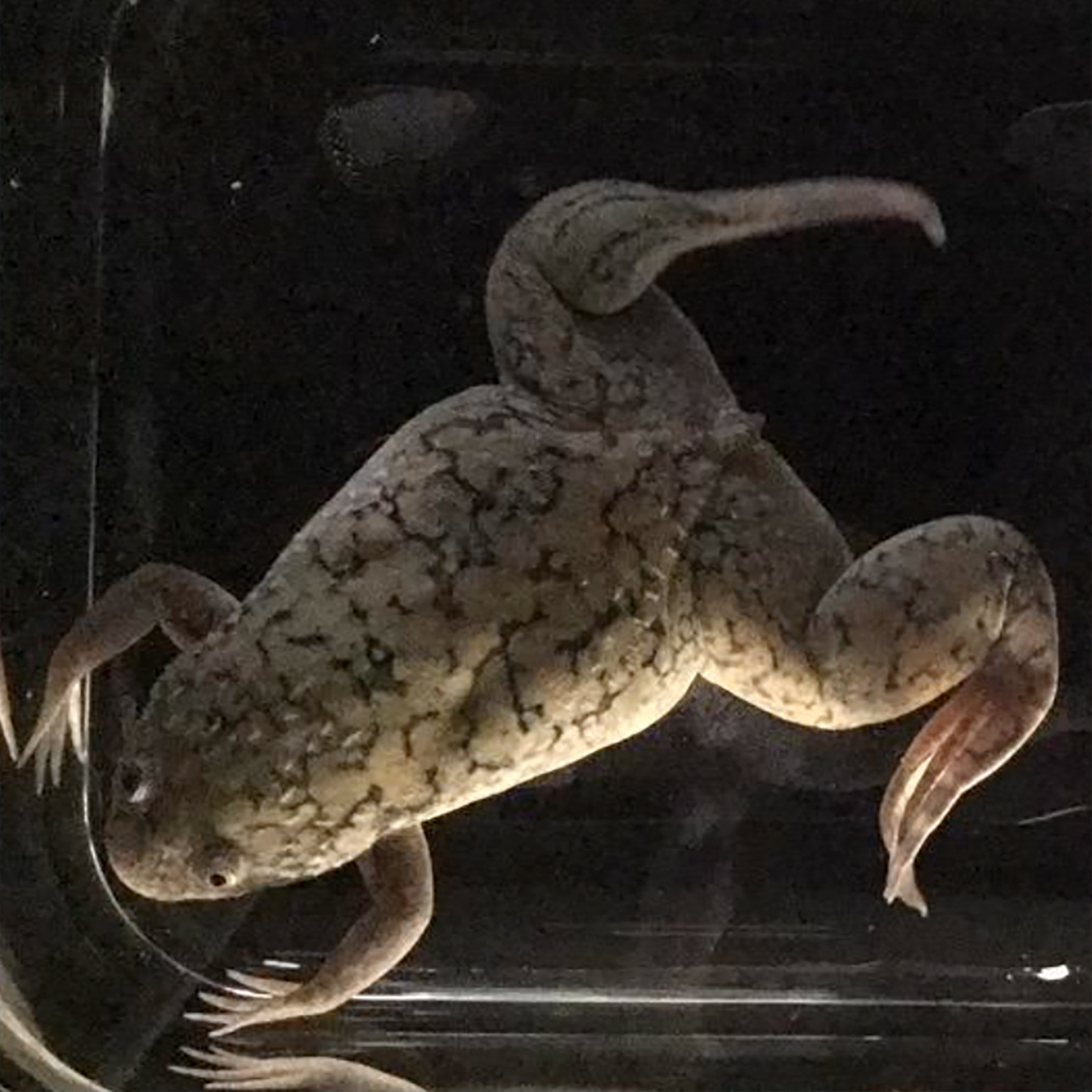 limb regeneration
