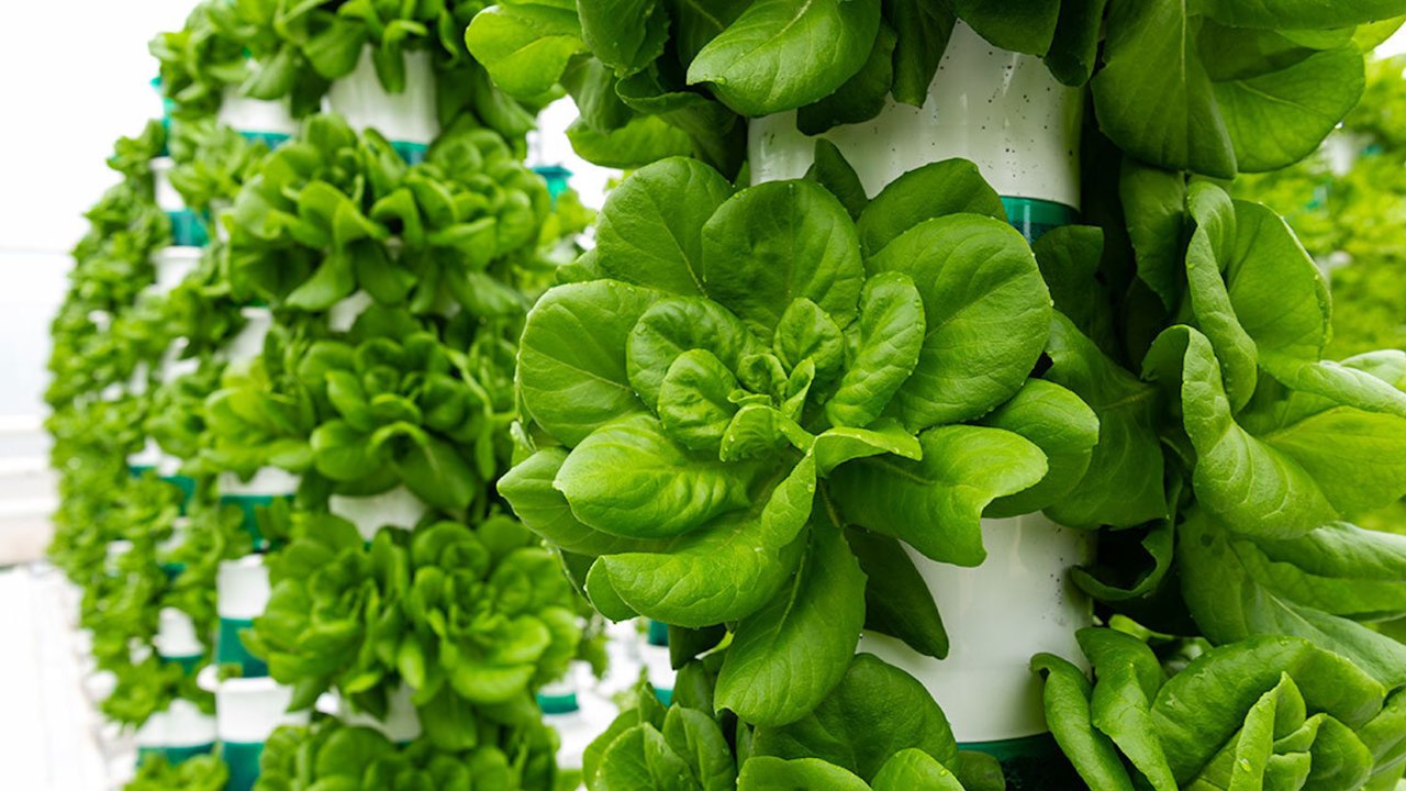 vertical farming companies