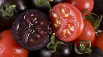 purple tomatoes