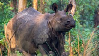 one-horned rhino