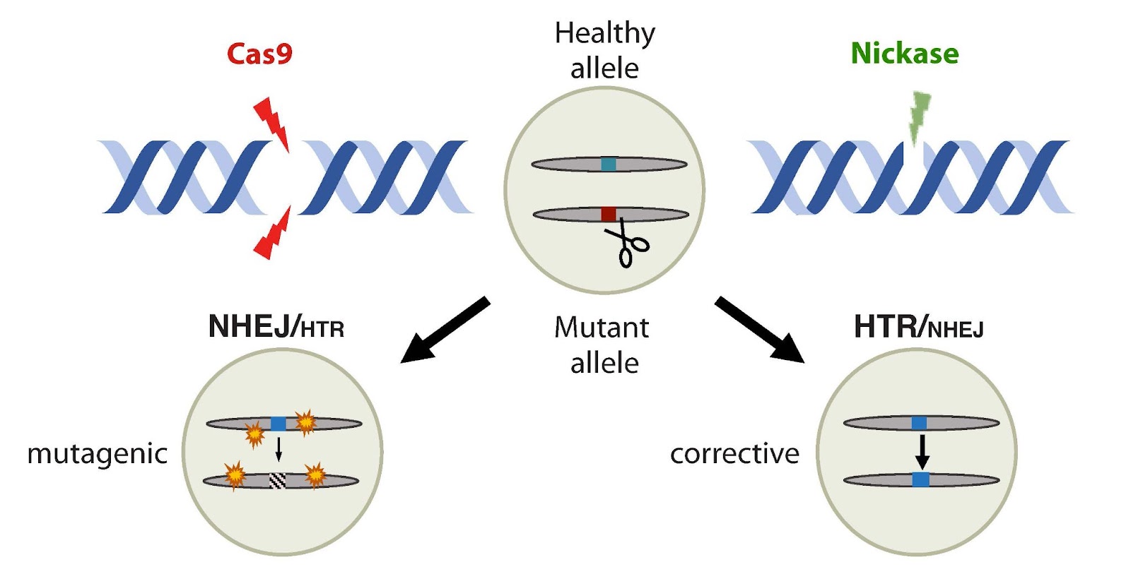 new crispr system