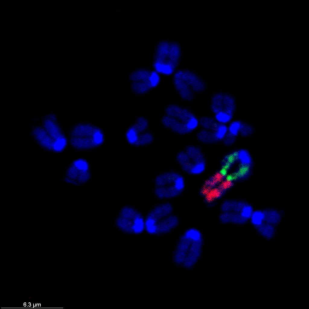 chromosomes crispr