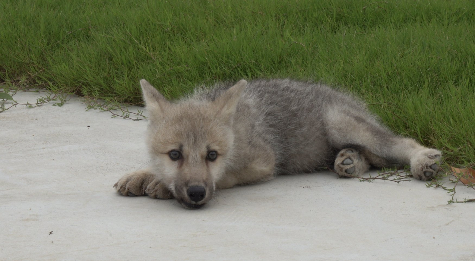 cloned arctic wolf