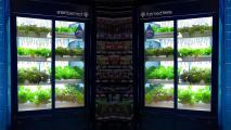hydroponic farm