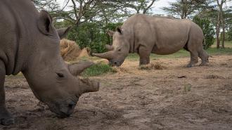 the northern white rhino