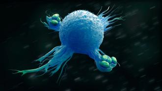 A 3D illustration of a macrophage engulfing bacteria