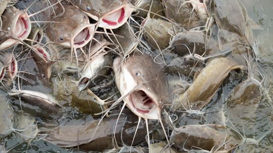 genetically modified fish