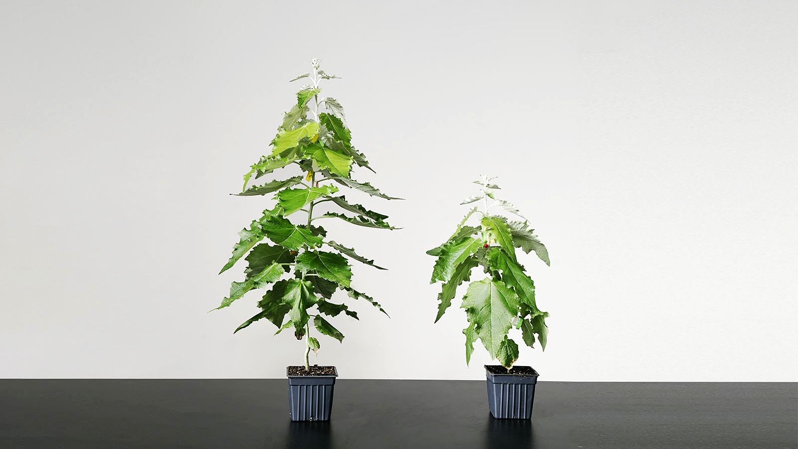 two tree seedlings