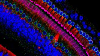 a colorful image of hair cells under a microscope