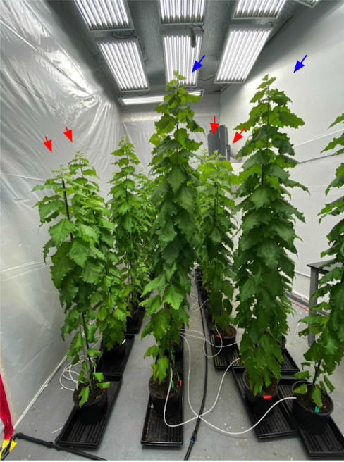 several tree seedlings growing in pots