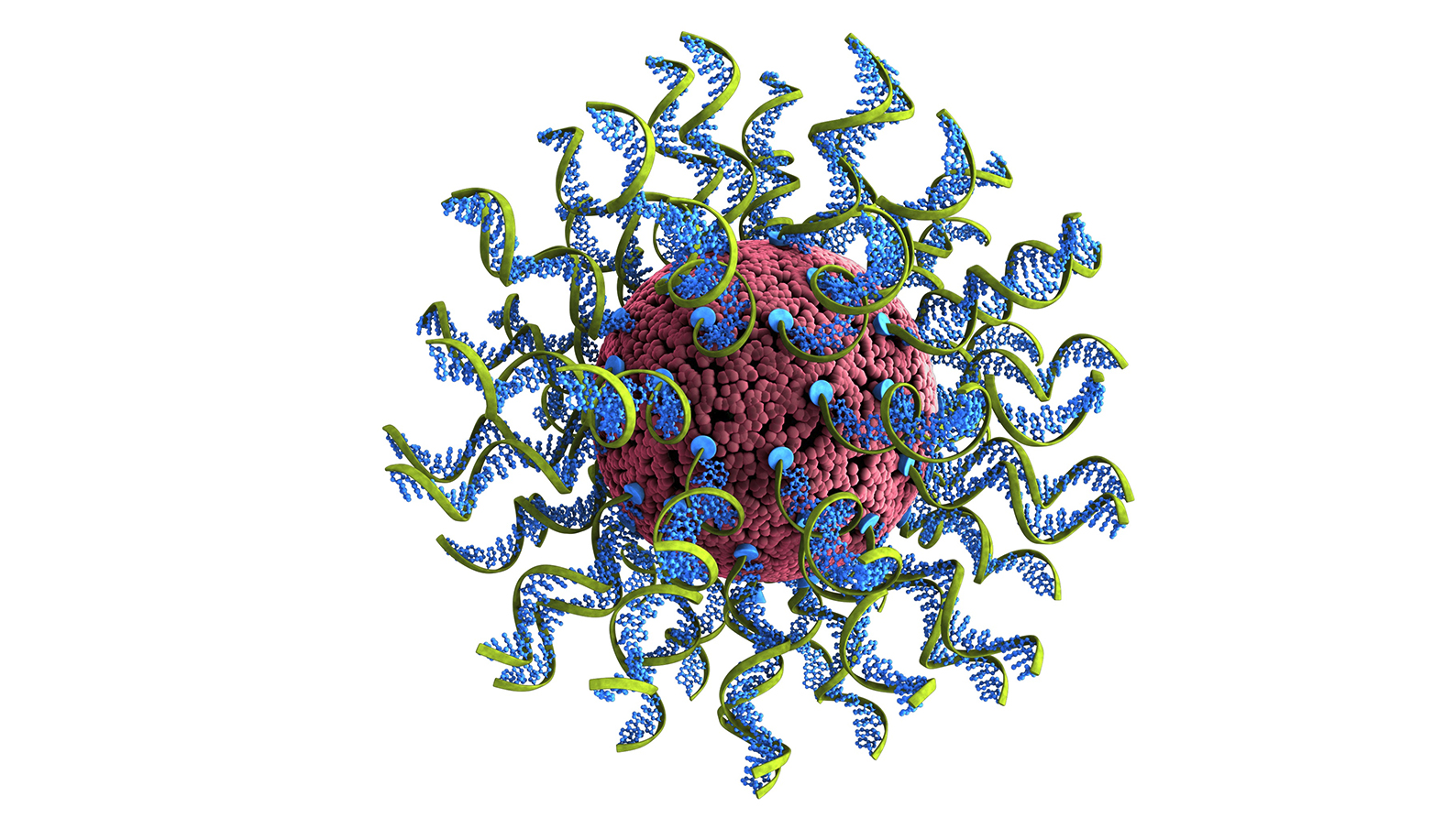 an illustration of a spherical nucleic acid