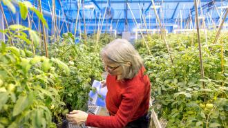 a woman looking at tomato plants in a greenhouse