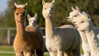 Alpacas in a field