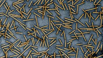 dozens of rod-like yellow structures on a blue background