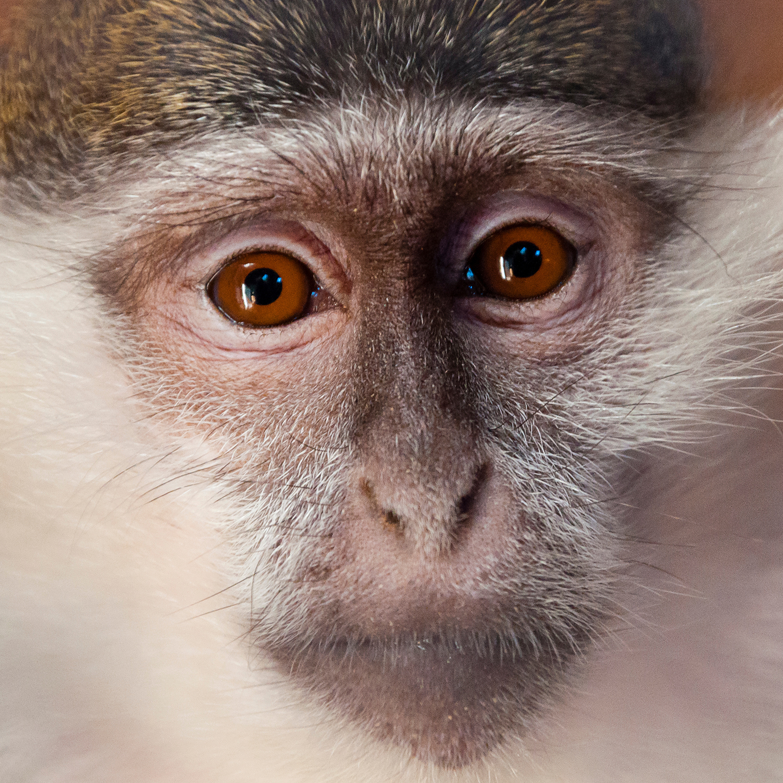a closeup on the face of a monkey