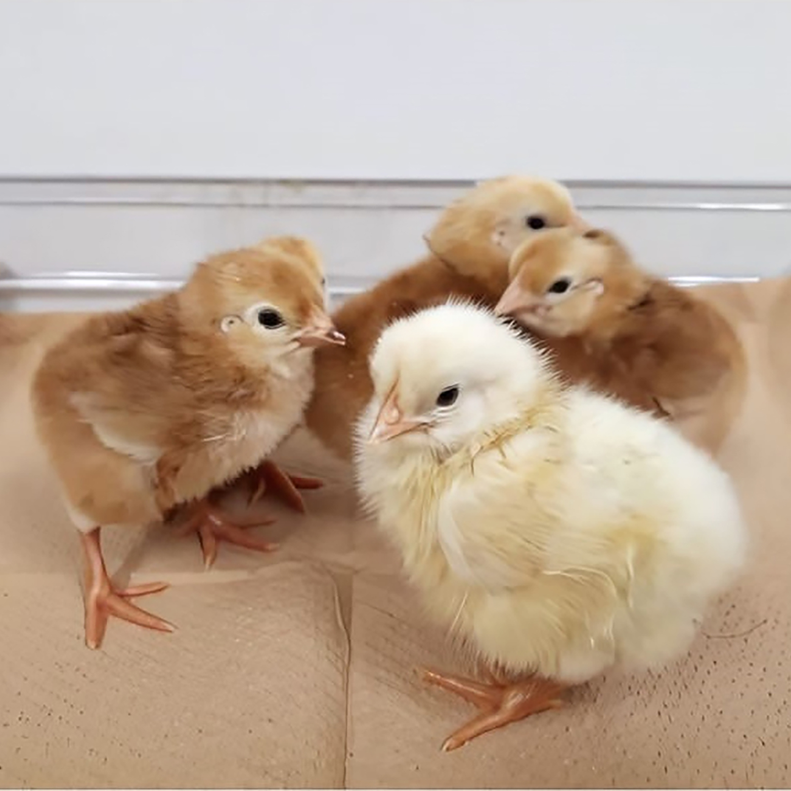 four baby chicks