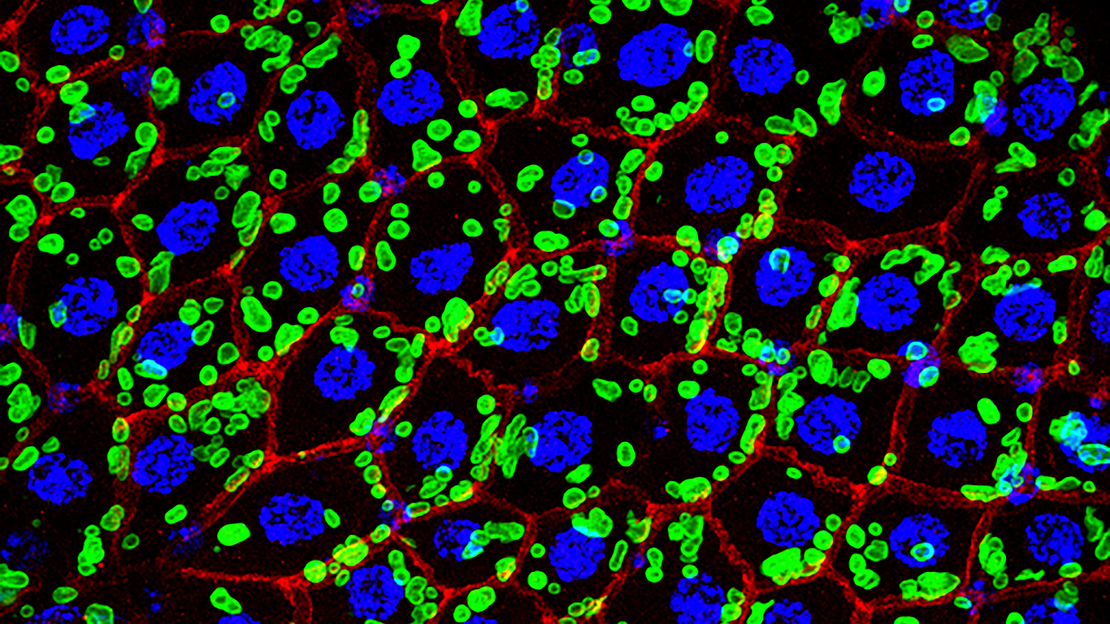 image of stained cells