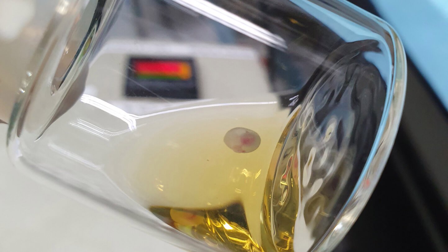 a tiny mouse embryo growing in a jar of liquid