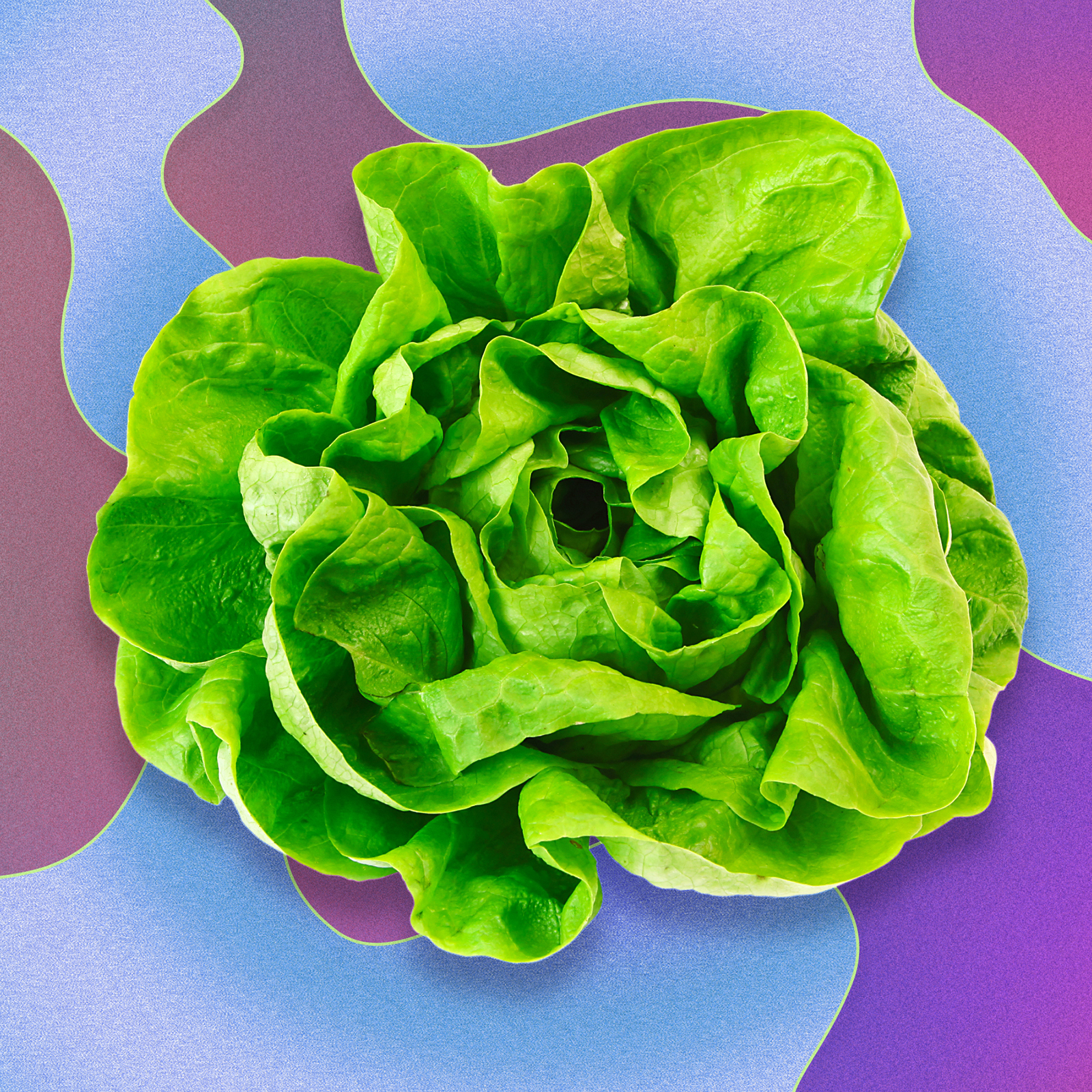 a head of lettuce on a colorful background